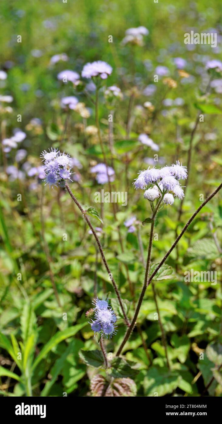 Closeup of flowers of Ageratum conyzoides also known as Tropical whiteweed, Billygoat plant, Goatweed, Bluebonnet, Bluetop, White Cap, Chick weed, Bil Stock Photo