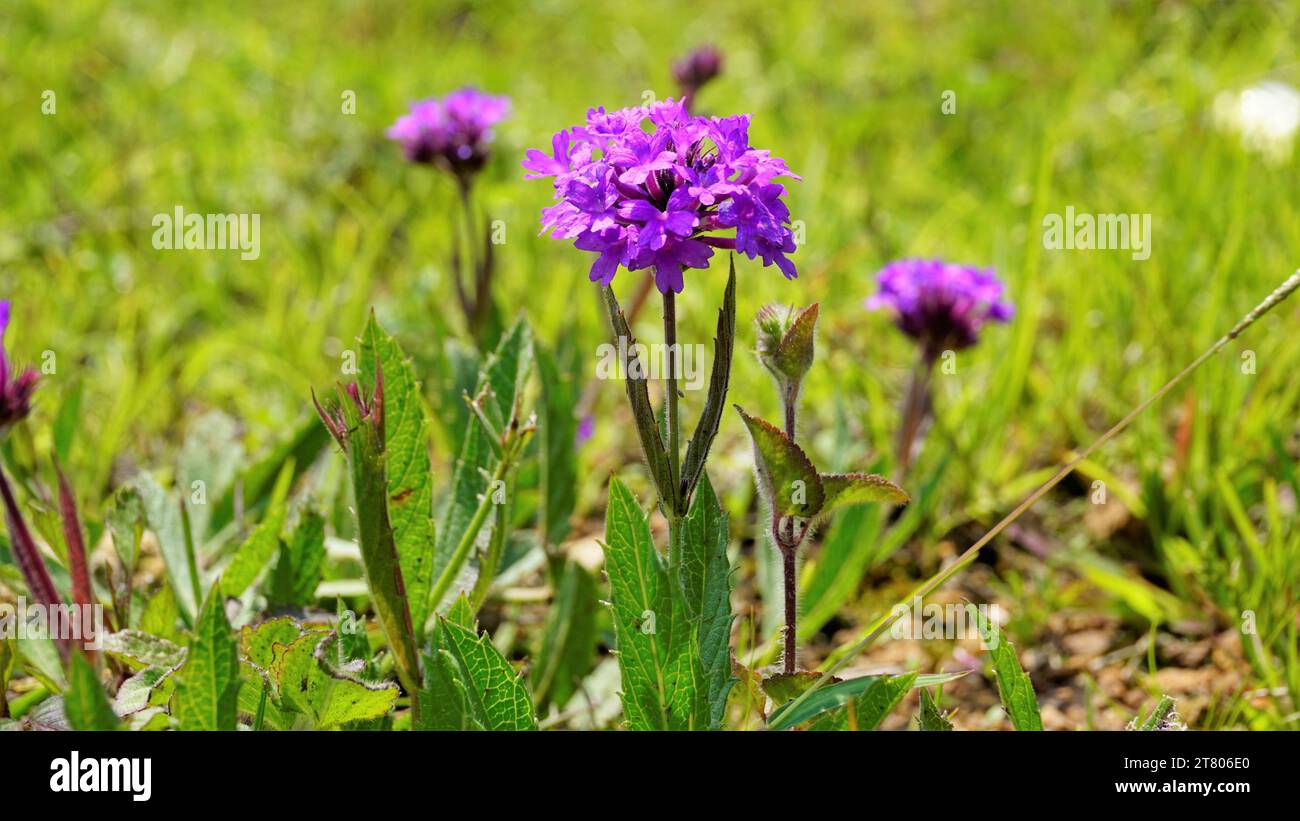 Beautiful purple colour flowers of Verbena rigida also known as Veined, Wild, Stiff, Stiff, Coarse, Sandpaper verbena, Slender, Tuberous, Tuber vervai Stock Photo