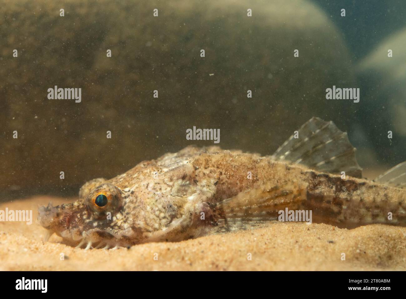 the pogge a small bottom dwelling fish Stock Photo
