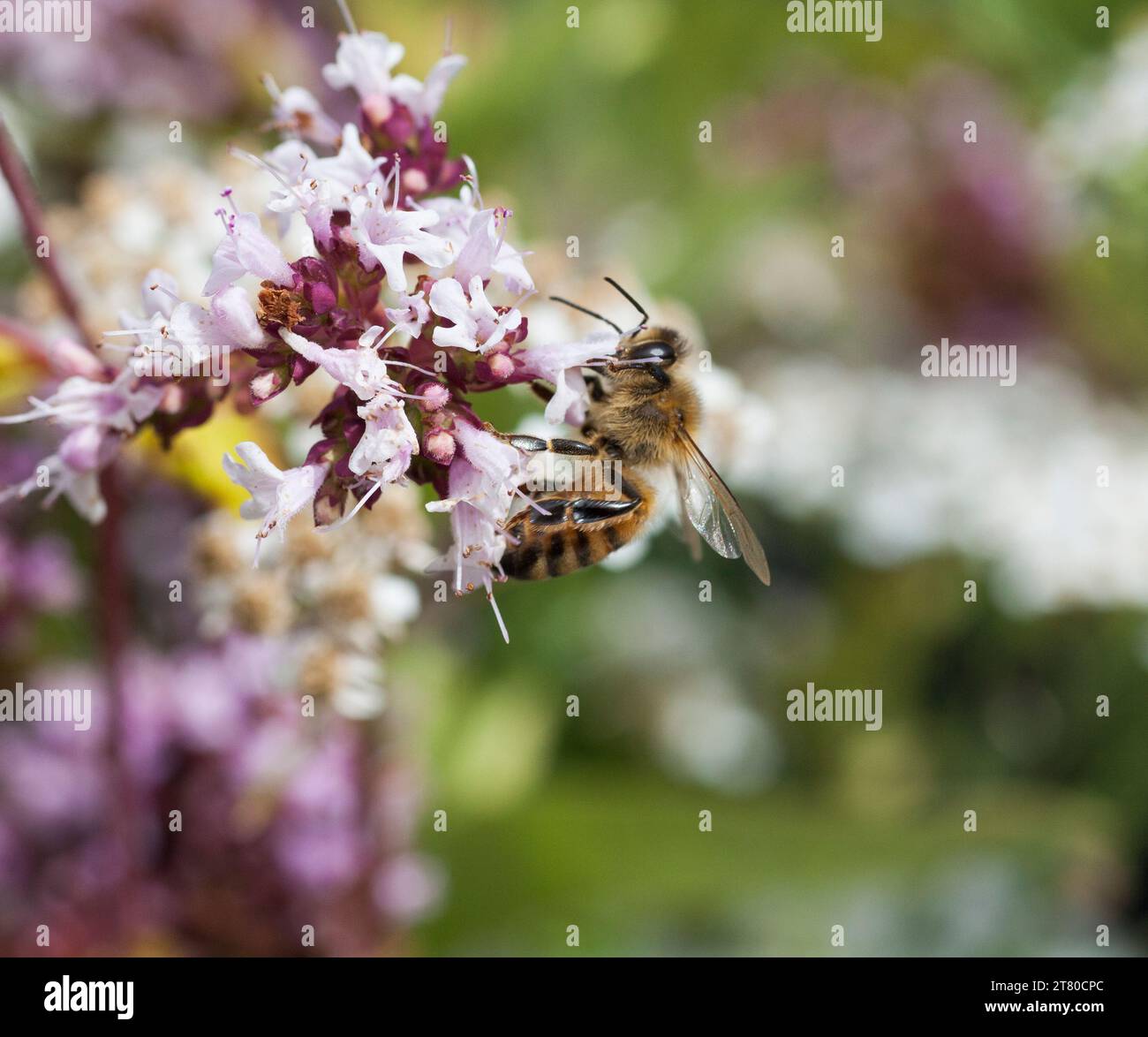 BEE on an oregano flower in garden Stock Photo