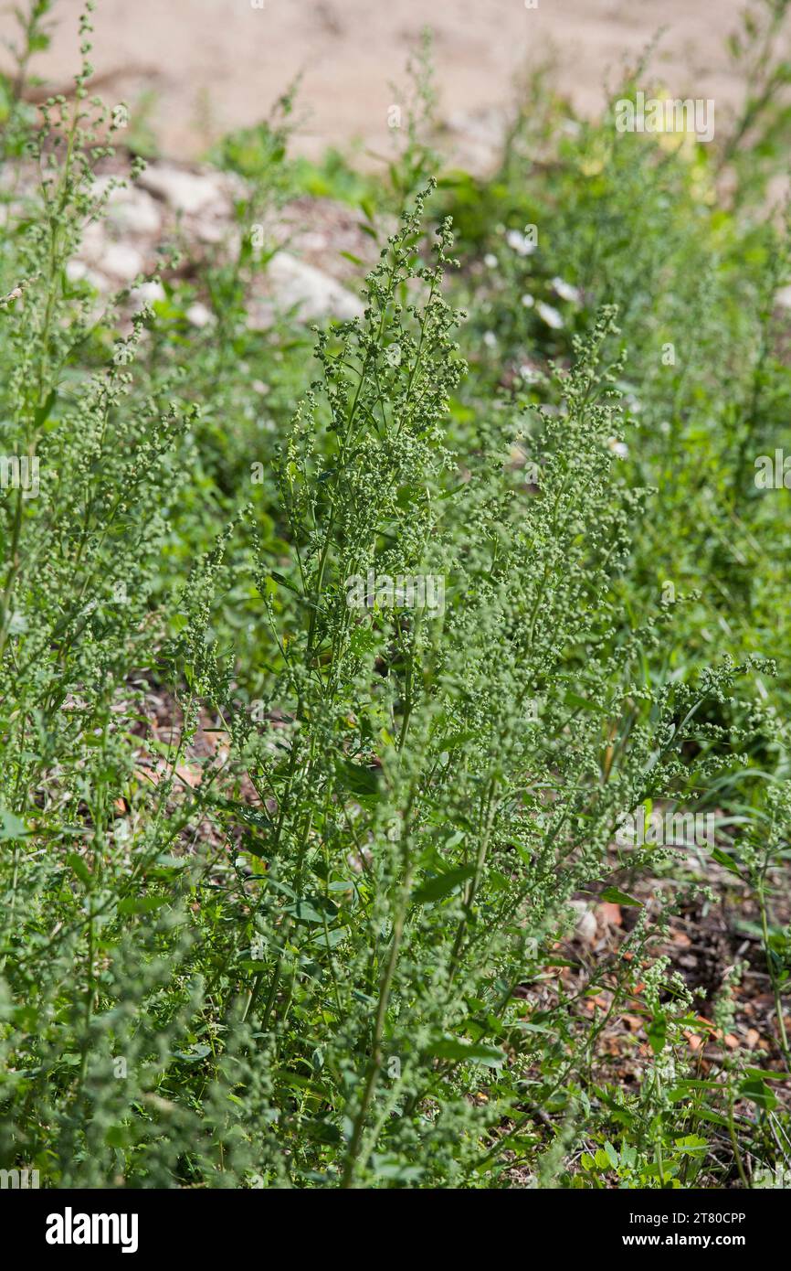 CHENOPODIUM ALBUM  wild spinnach goosefoot  a weed but in India and Nepal its afood crop known as bathua Stock Photo