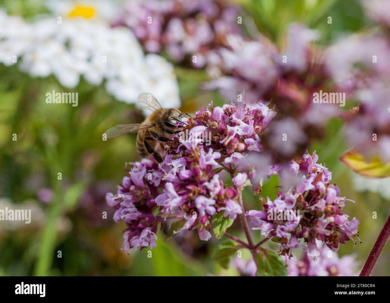 BEE on an oregano flower in garden Stock Photo