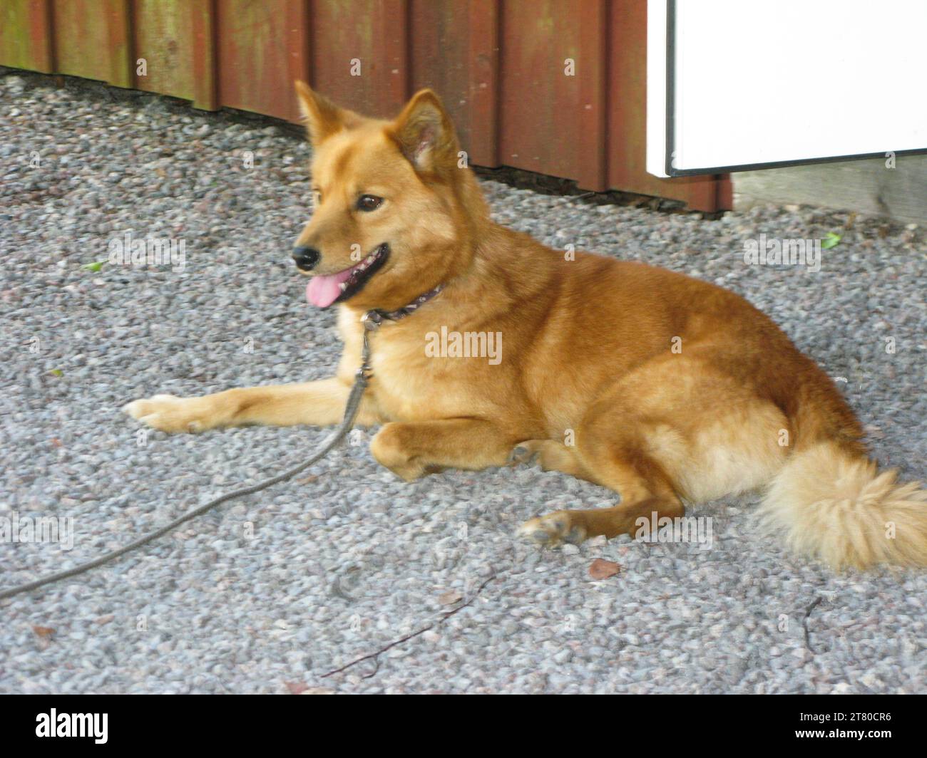 FINNISH SPITZ trained to hunt all types of game from squirrels to bears