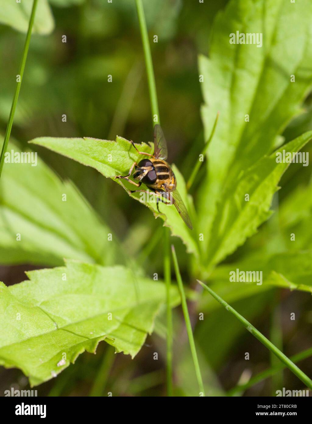 HOVER FLY APHIDS Stock Photo