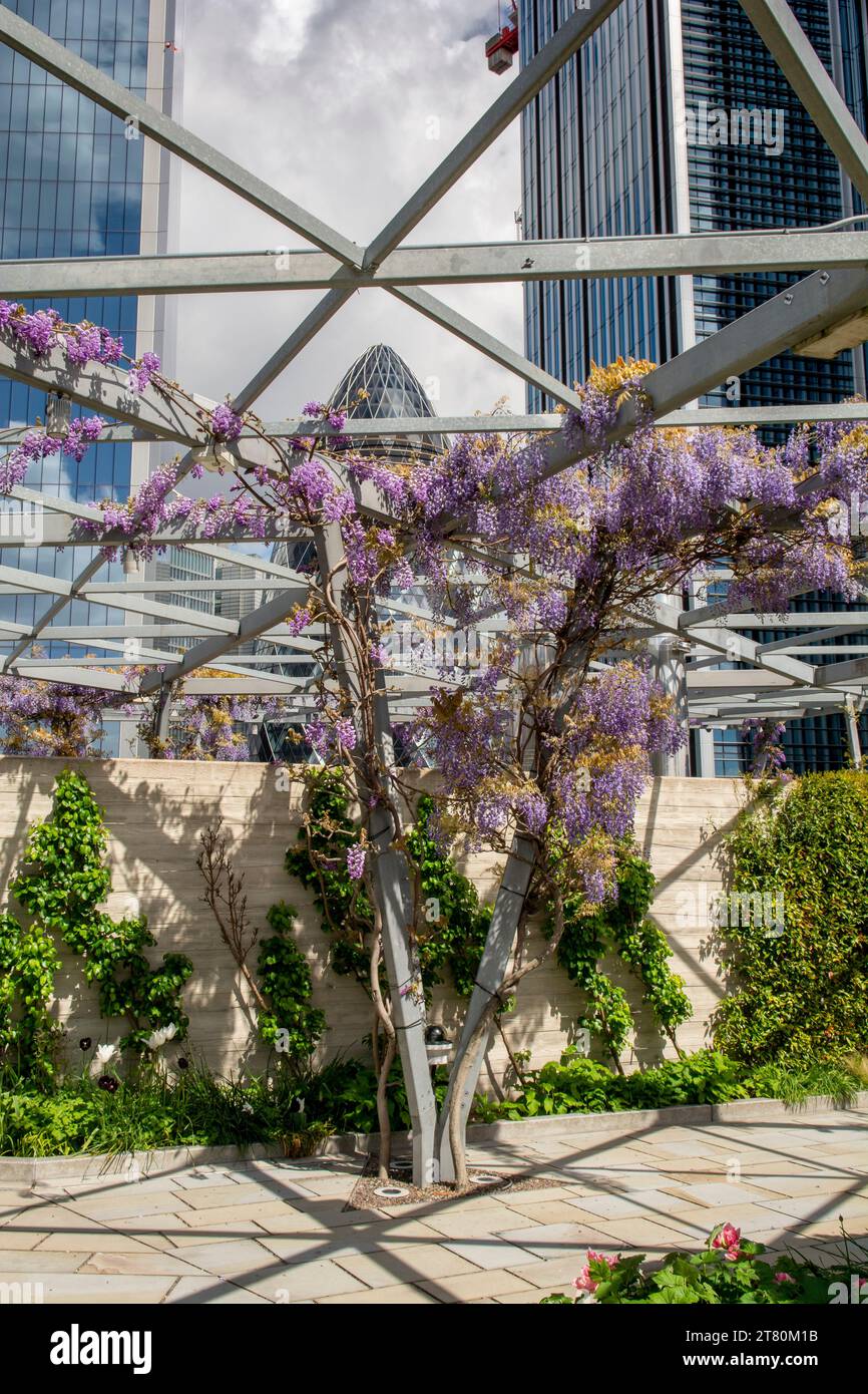 The common lilac (Syringa vulgaris), also known as the French lilac or simply the lilac blooming in the garden. Stock Photo