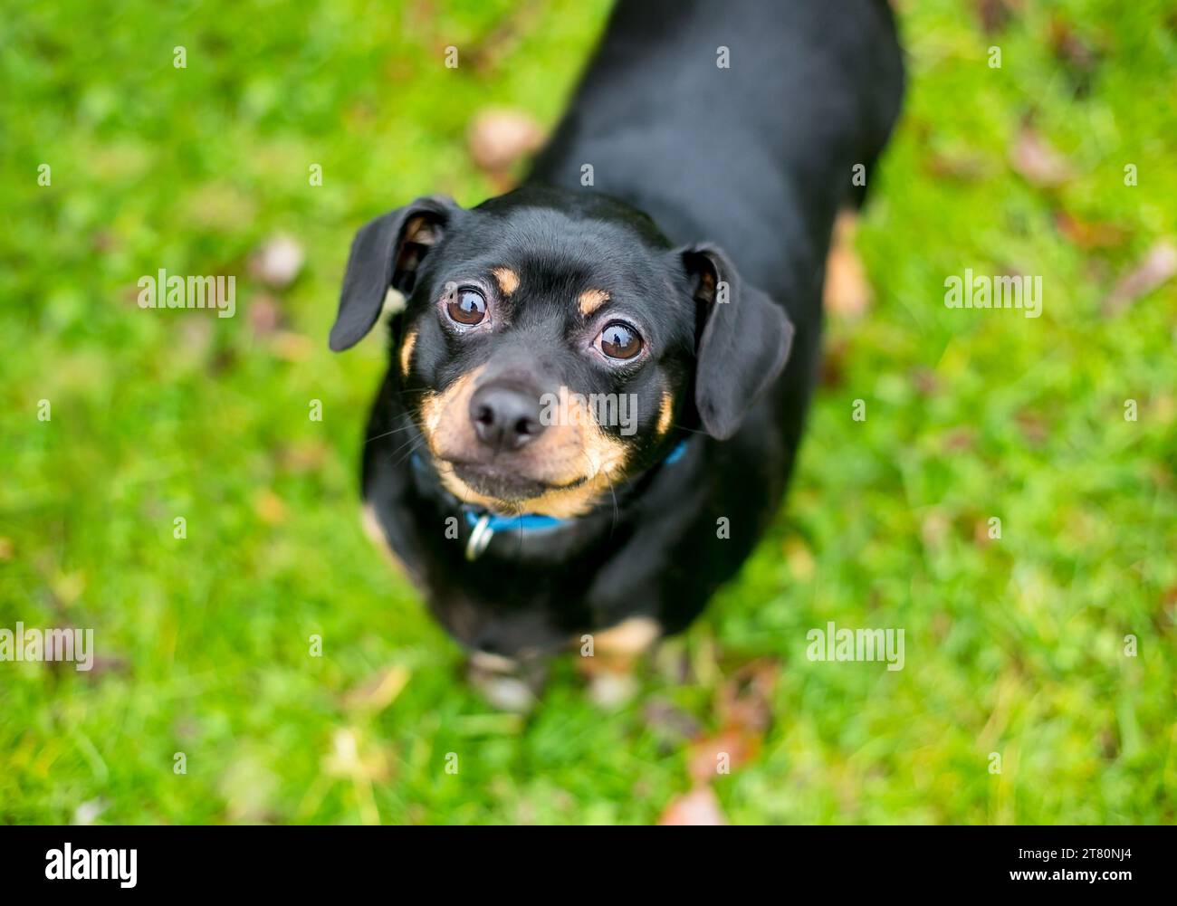 An overweight Chihuahua x Dachshund mixed breed dog looking up at the camera Stock Photo