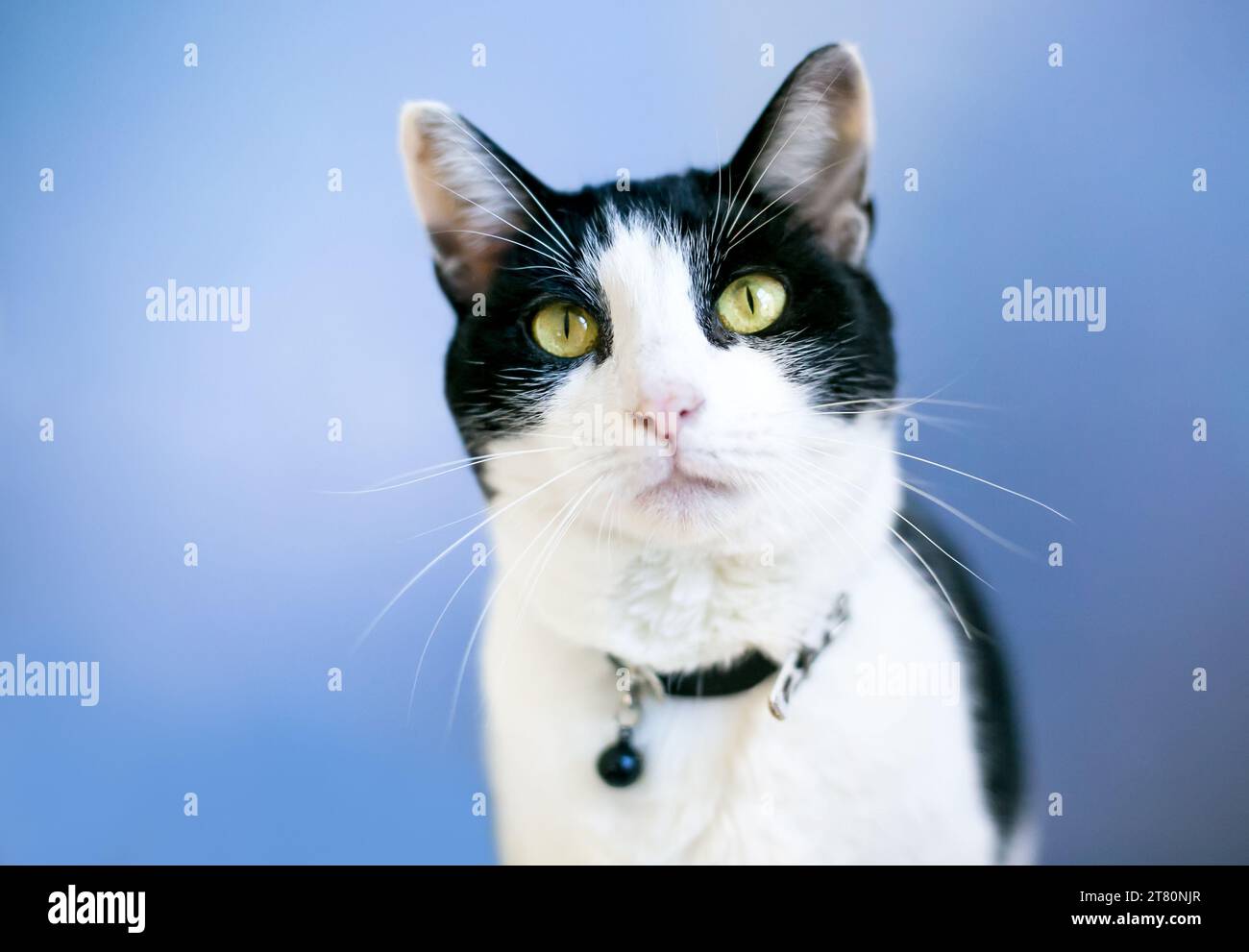A black and white Tuxedo shorthair cat wearing a collar with a bell