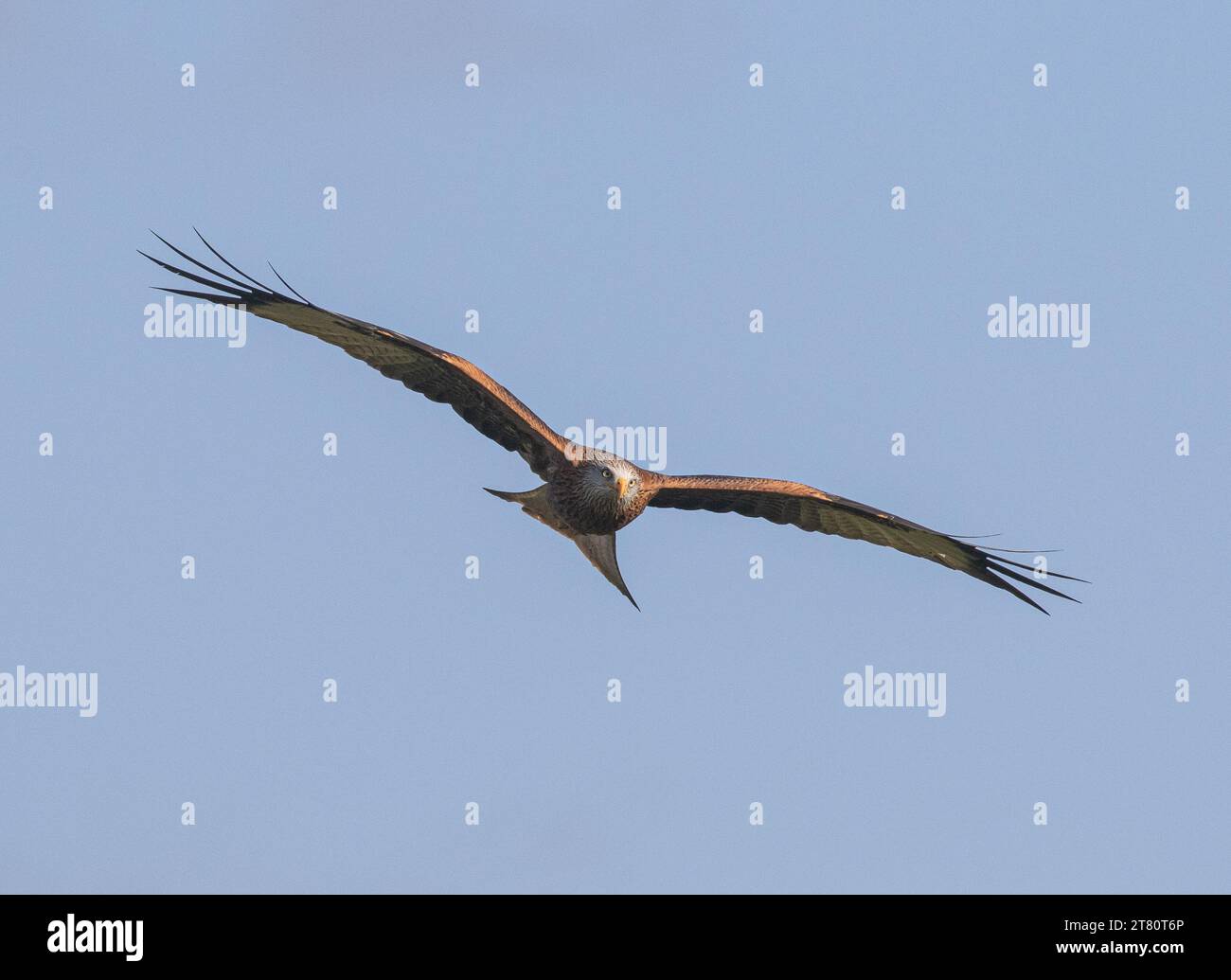 Close up of an agile  colourful Red Kite (Milvus milvus) soaring in flight in a blue sky. Brought back from the brink of extinction in the UK . Suffolk Stock Photo
