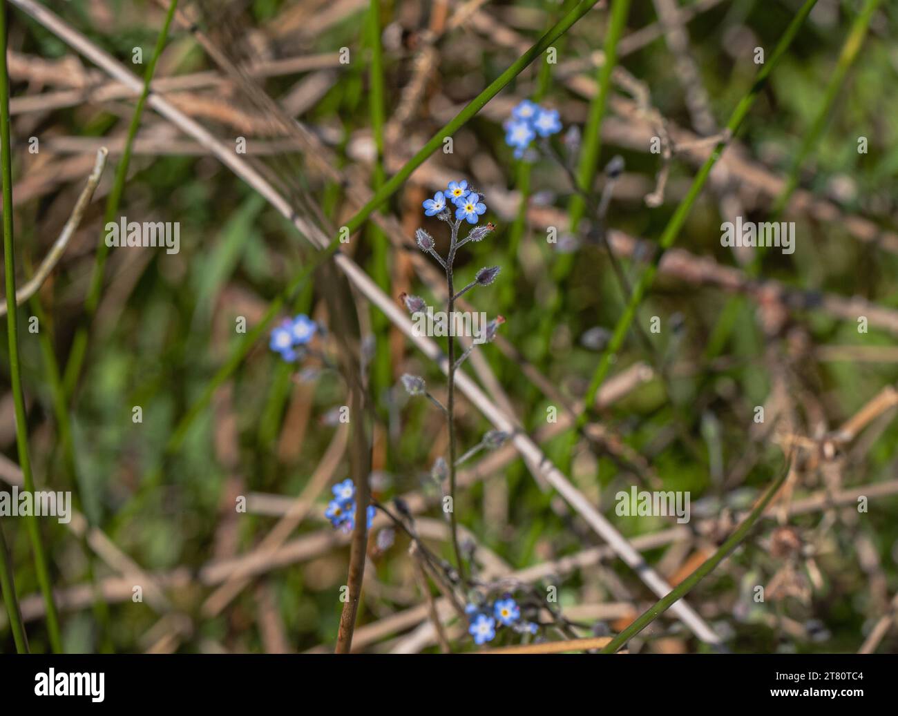 Wildflower the Field Forget-me-not (Myosotis arvensis). A small blue annual flower growing in a variety of habitats. Suffolk, Uk Stock Photo