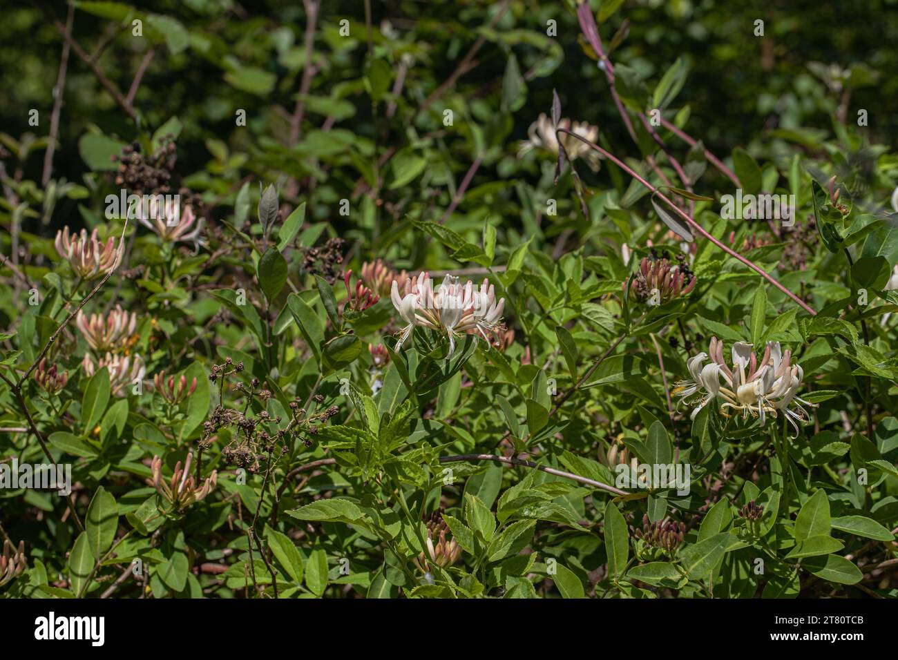 A stand of wild Honeysuckle (Lonicera periclymenum) a common climbing plant  hugely valuable to wildlife,  in a Suffolk  woodland, Uk Stock Photo