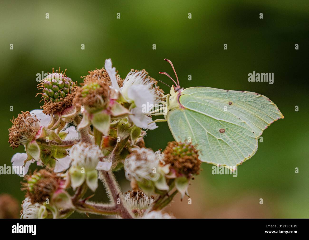 A close up shot of a beautiful Brimstone Butterfly  clearly showing it's underwing, antennae and proboscis. Feeding on a bramble flowers . Suffolk, UK Stock Photo