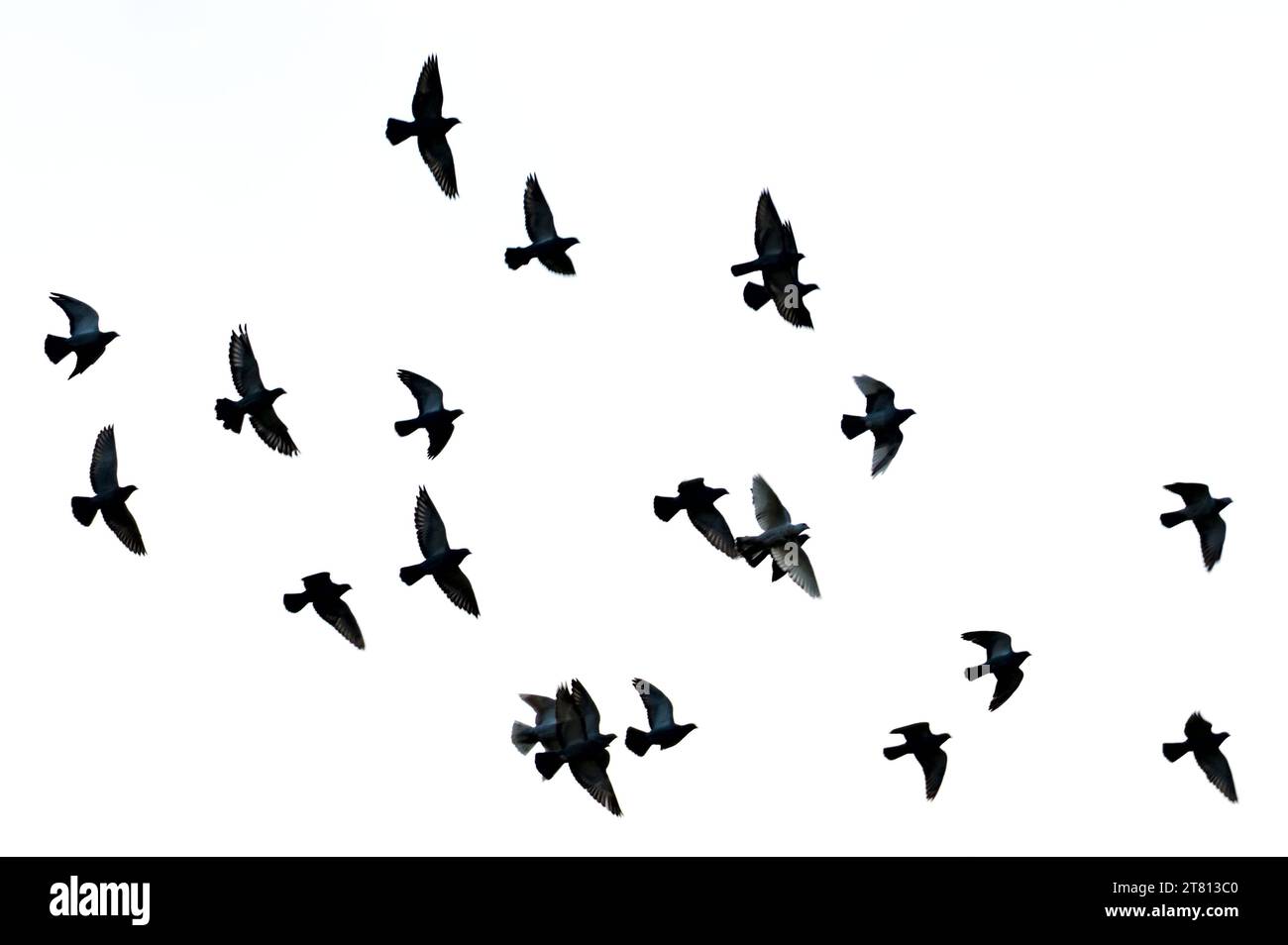 Flock of pigeon birds flying in the sky in residential area. Visible bird silhouettes. Czech republic nature. Stock Photo