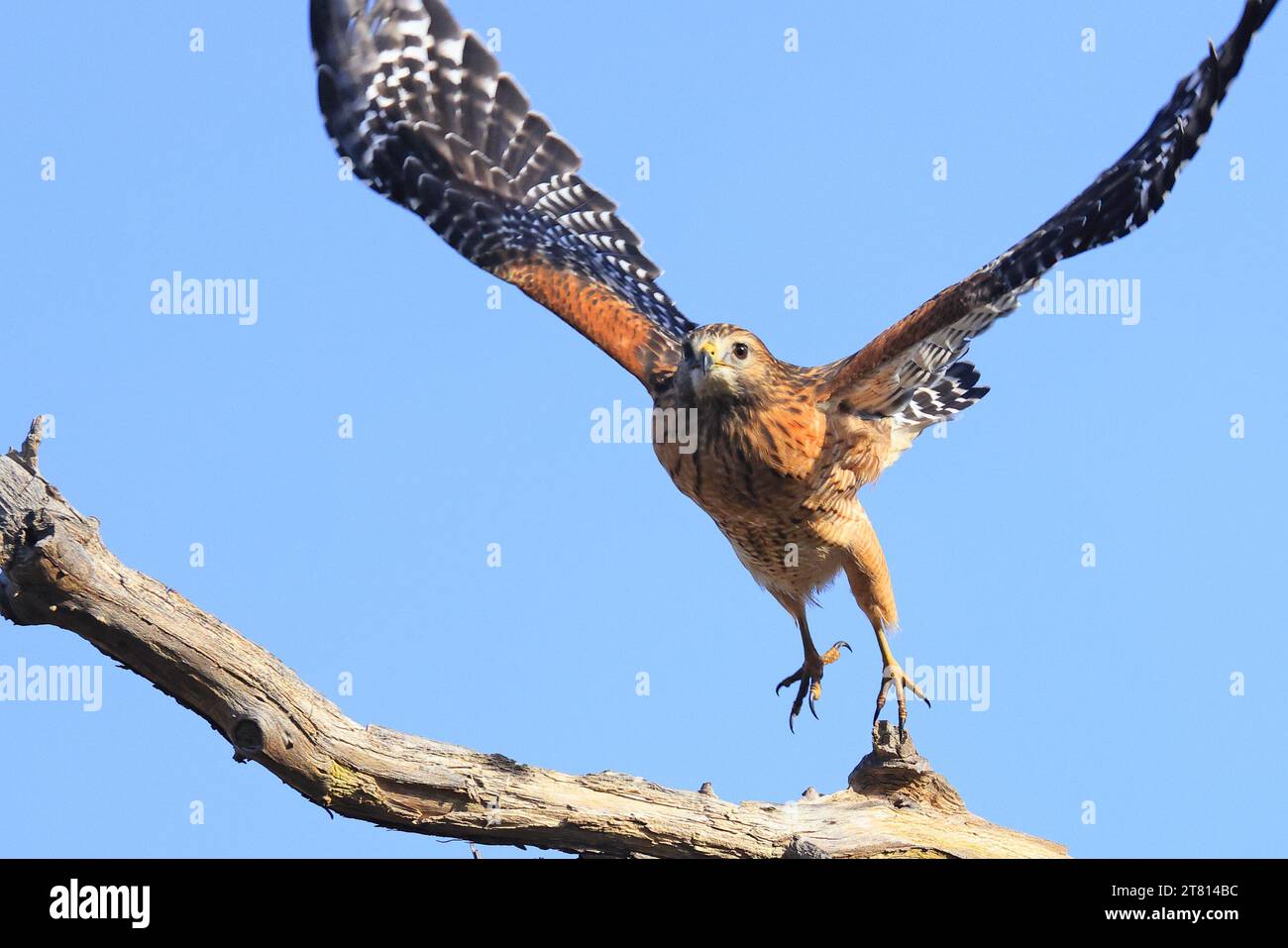 Red-shouldered hawk take off from the tree branch with blue sky on the background Stock Photo