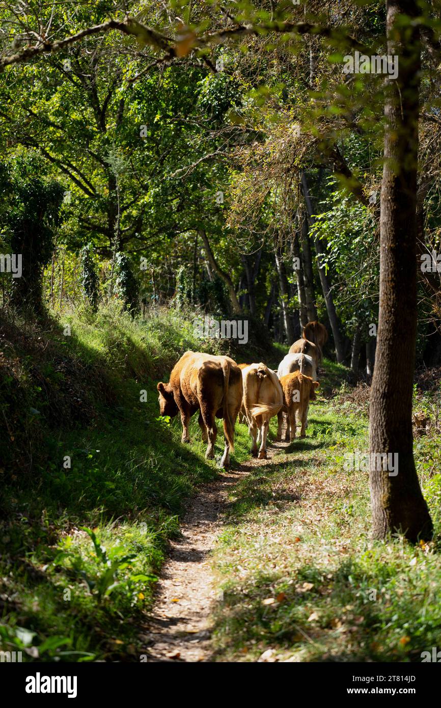 grazing cows in Montemayor del rio village, Salamanca, Spain Stock