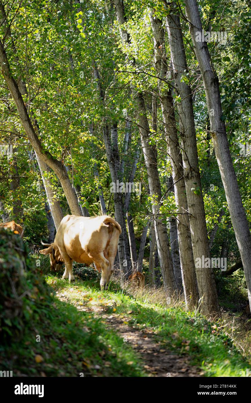 grazing cows in Montemayor del rio village, Salamanca, Spain Stock Photo