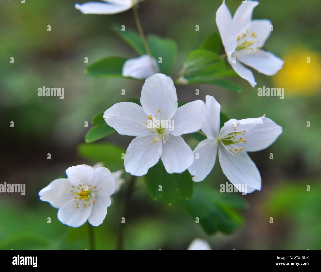 Spring in the wild in the forest is blooming Isopyrum thalictroides Stock Photo