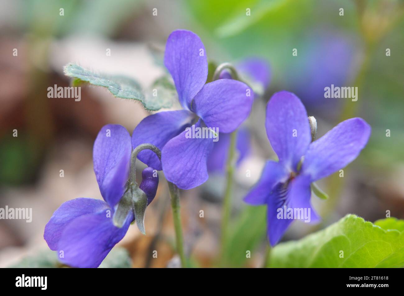 In spring in the wild forest violet (Viola odorata) grows Stock Photo