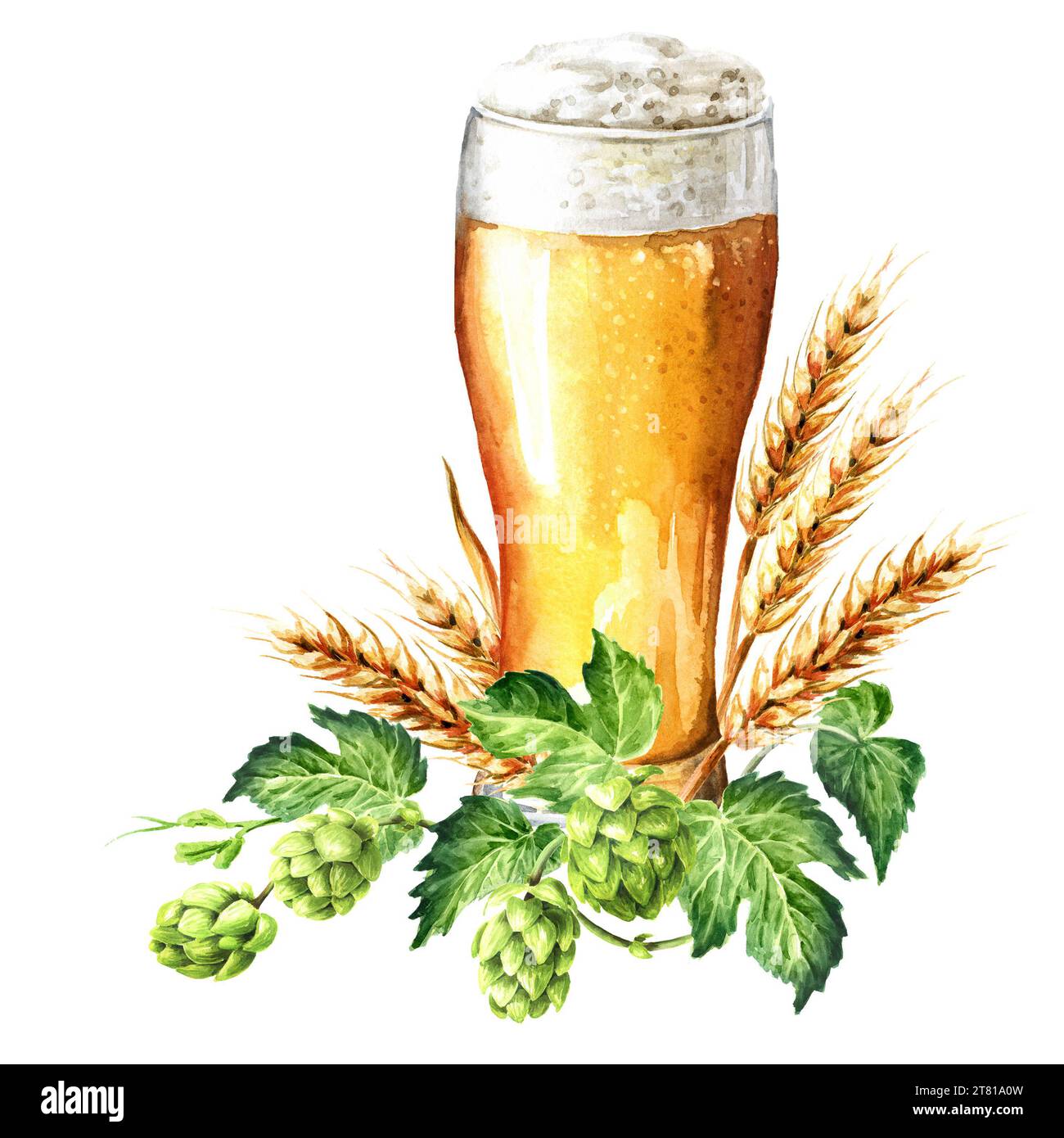 Glass of Light beer and Fresh green hops and ears of wheat and barley. Hand drawn watercolor illustration, isolated on white background Stock Photo