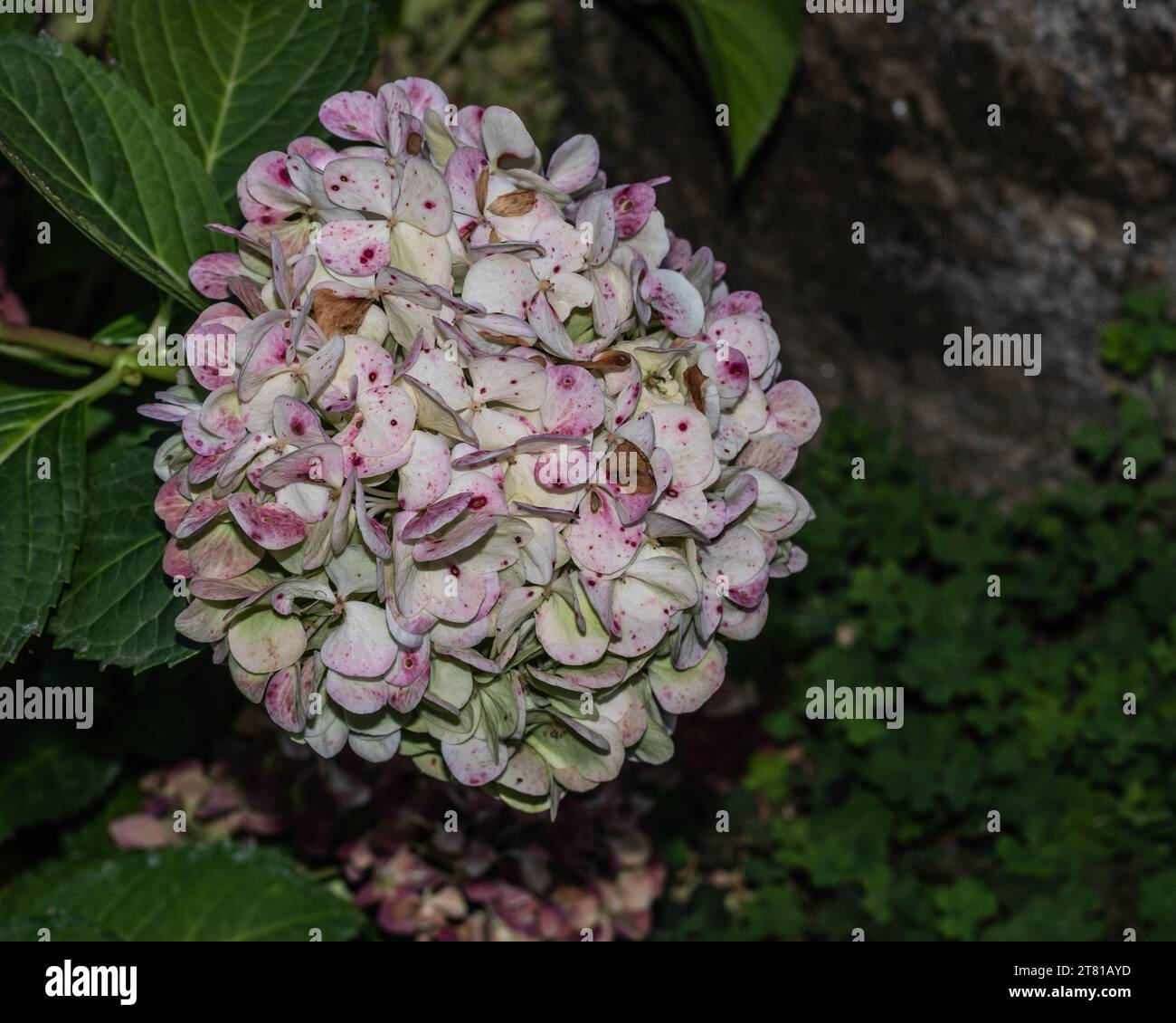 Hydrangea centerpiece of garden hi-res stock photography and images - Alamy
