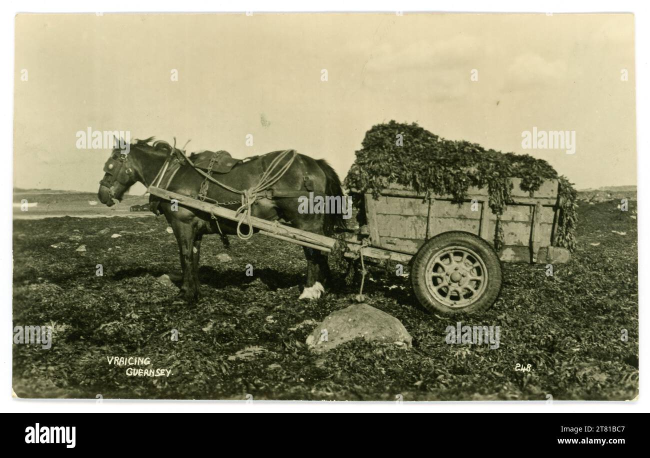 Original early 1900's era postcard of 'Vraicing' seaweed at low tide using a horse and cart, Guernsey. Vraicing is a longstanding tradition in Guernsey and Jersey. Vraicing means collecting 'Vraice' or seaweed, for fertiliser use. Postcard published by Norman Grut, Guernsey, Channel Islands. Circa 1920's / 1930's. Stock Photo