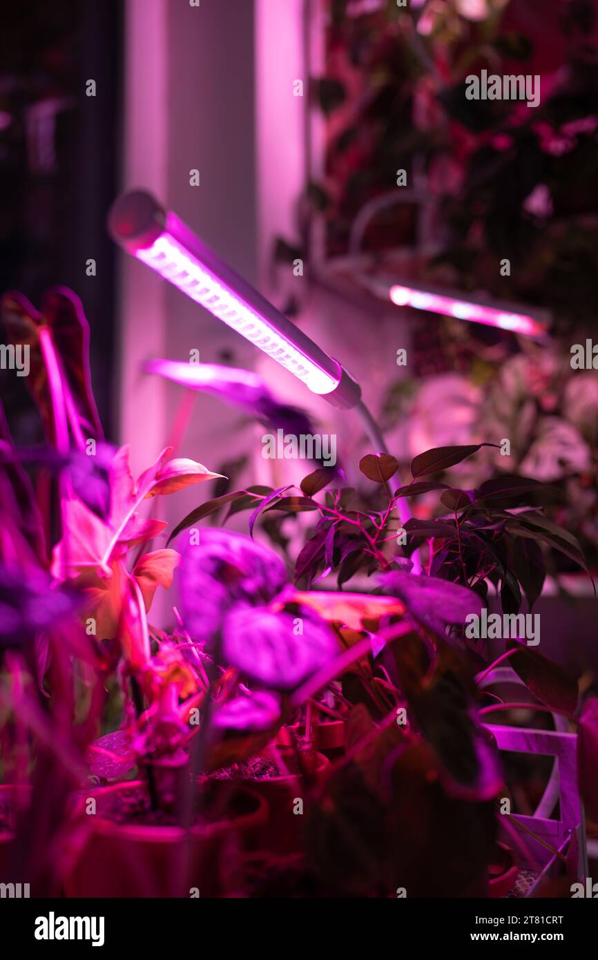 Phyto lamp illuminates plant at home. LED lamp for supplementary lighting of houseplants in