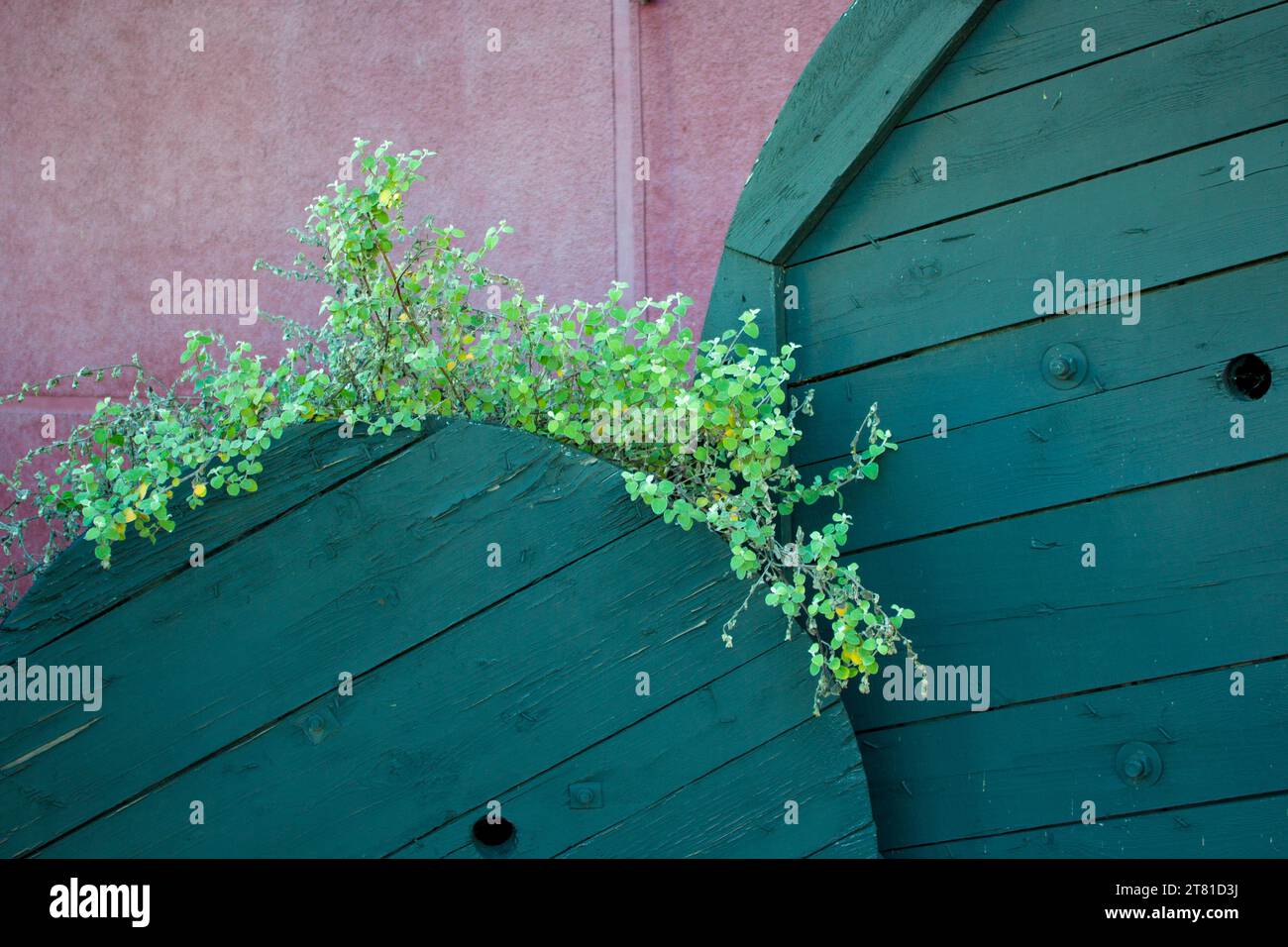 Using old cable drums to grow plants and design a creative flowerbed