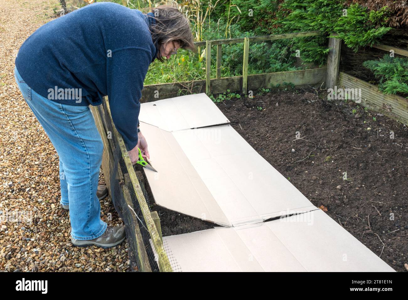 No dig gardening.  Cutting cardboard to cover soil in vegetable bed and suppress weeds over winter.  Then watered & covered with compost. Stock Photo