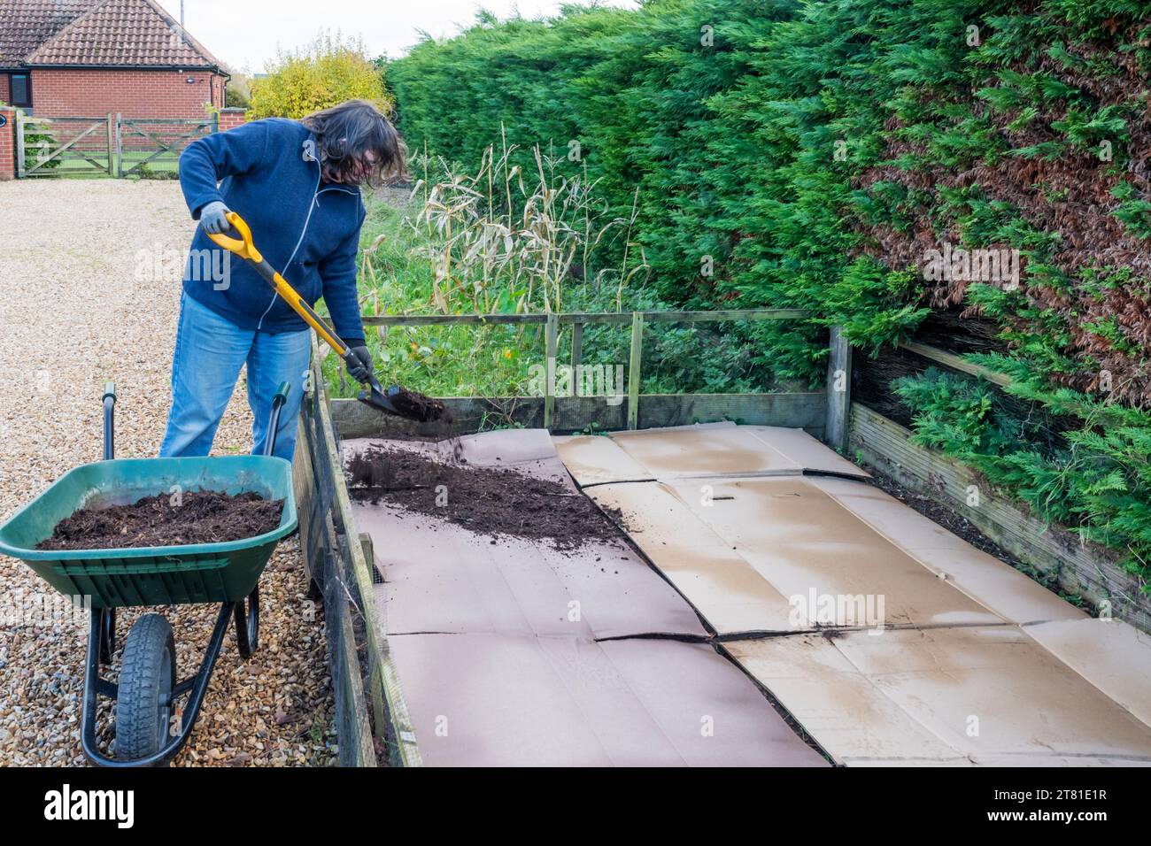 No dig gardening.  Soil covered with cardboard to suppress weeds, watered, garden compost spread on top and left over winter. Stock Photo