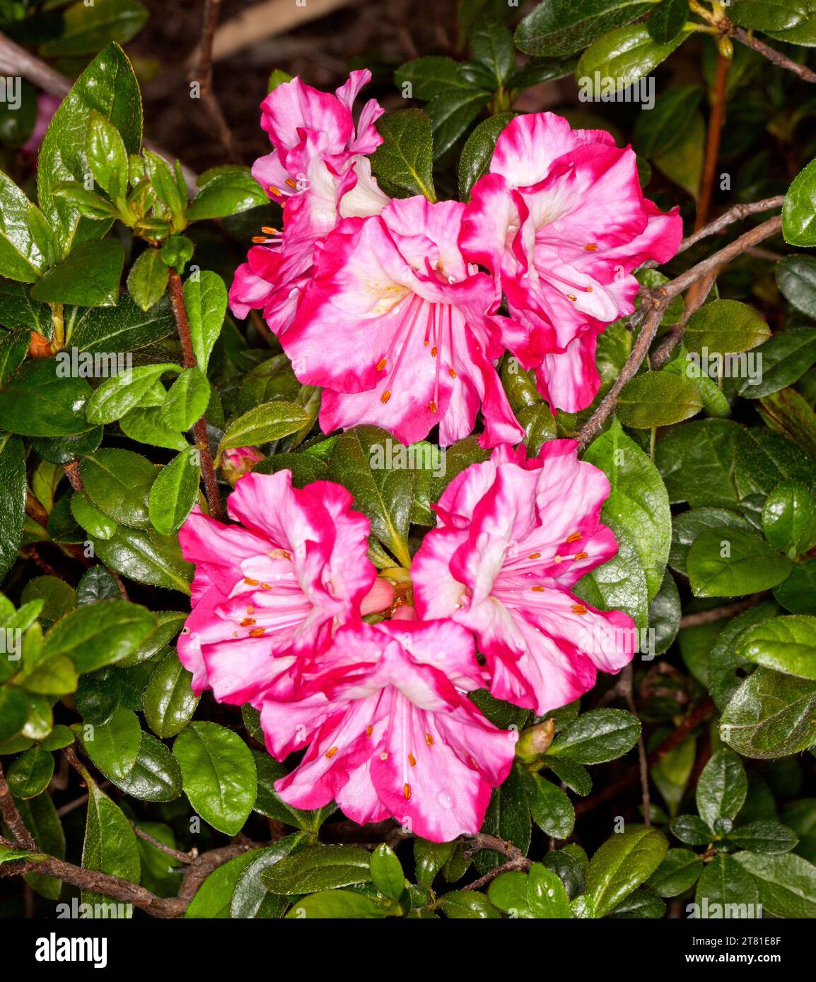 Spectacular red and white streaked flowers of Azalea indica 'Gay Paree' against background of green foliage - in Australia Stock Photo