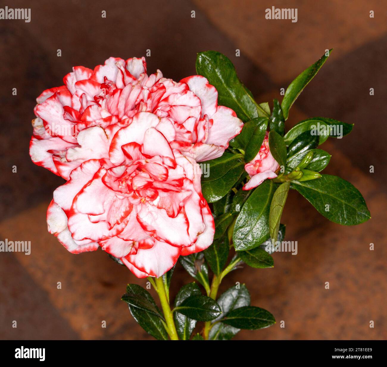 Spectacular pink and white streaked flowers and dark green foliage of Azalea indica 'Nice Surprise' against brown background - in Australia Stock Photo