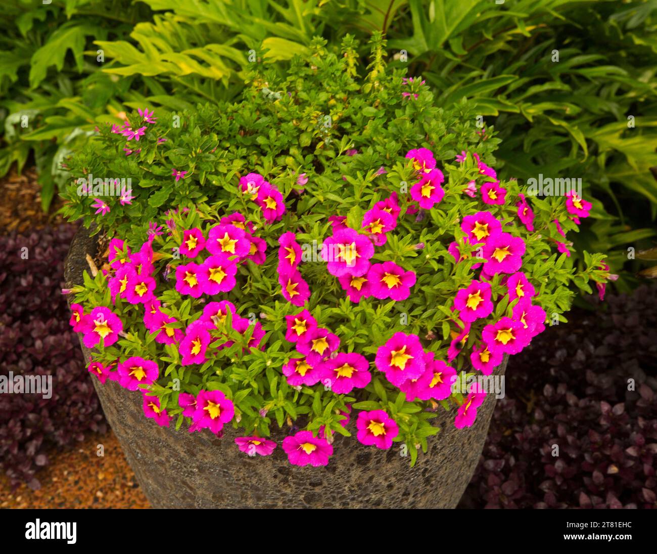 Spectacular Calibrachoa perennial petunia, with masses of vivid pink / red flowers with yellow centres growing in a brown container in Australia Stock Photo