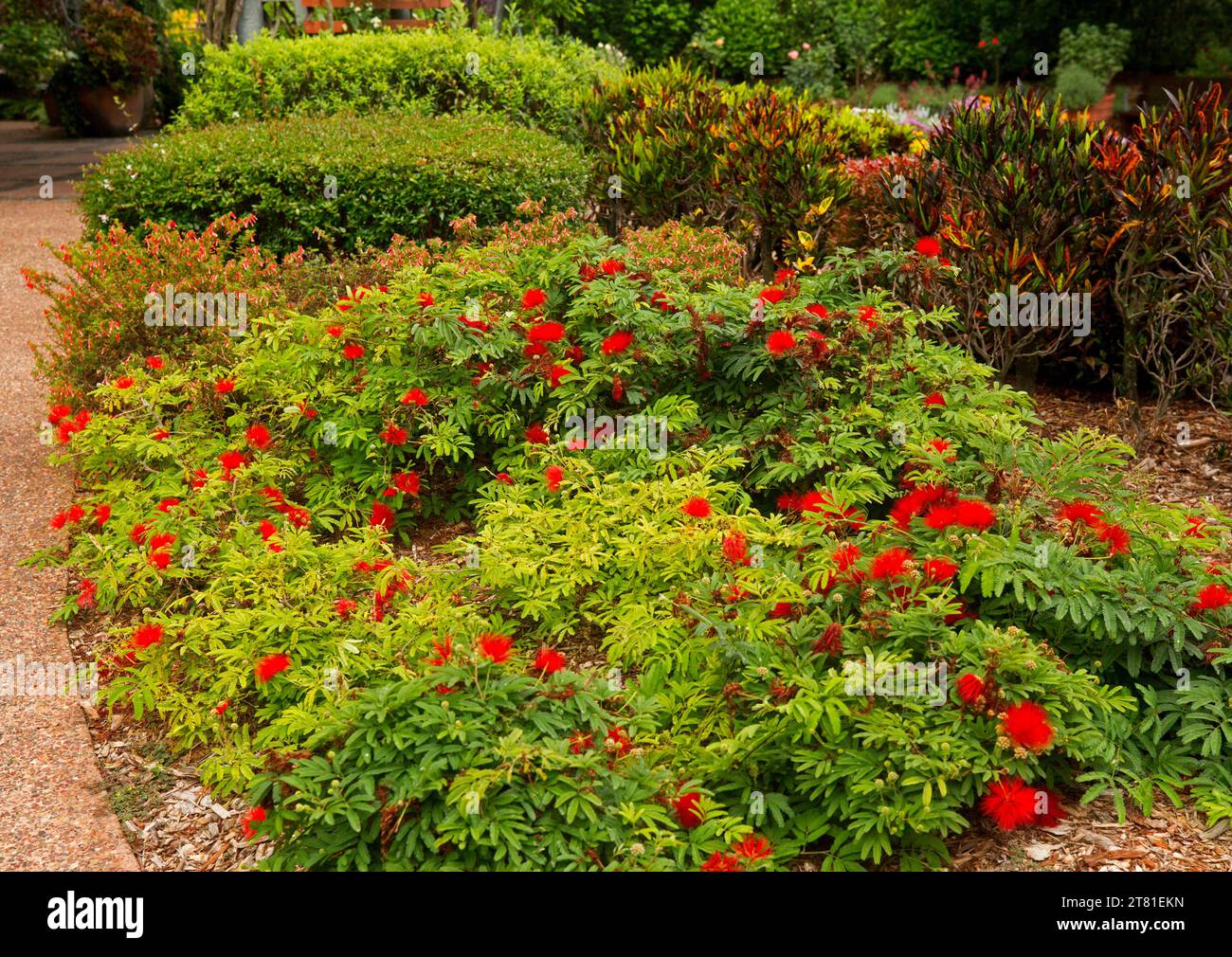Evergreen prostrate shrub, Calliandra tweedii, with vivid red pompom
