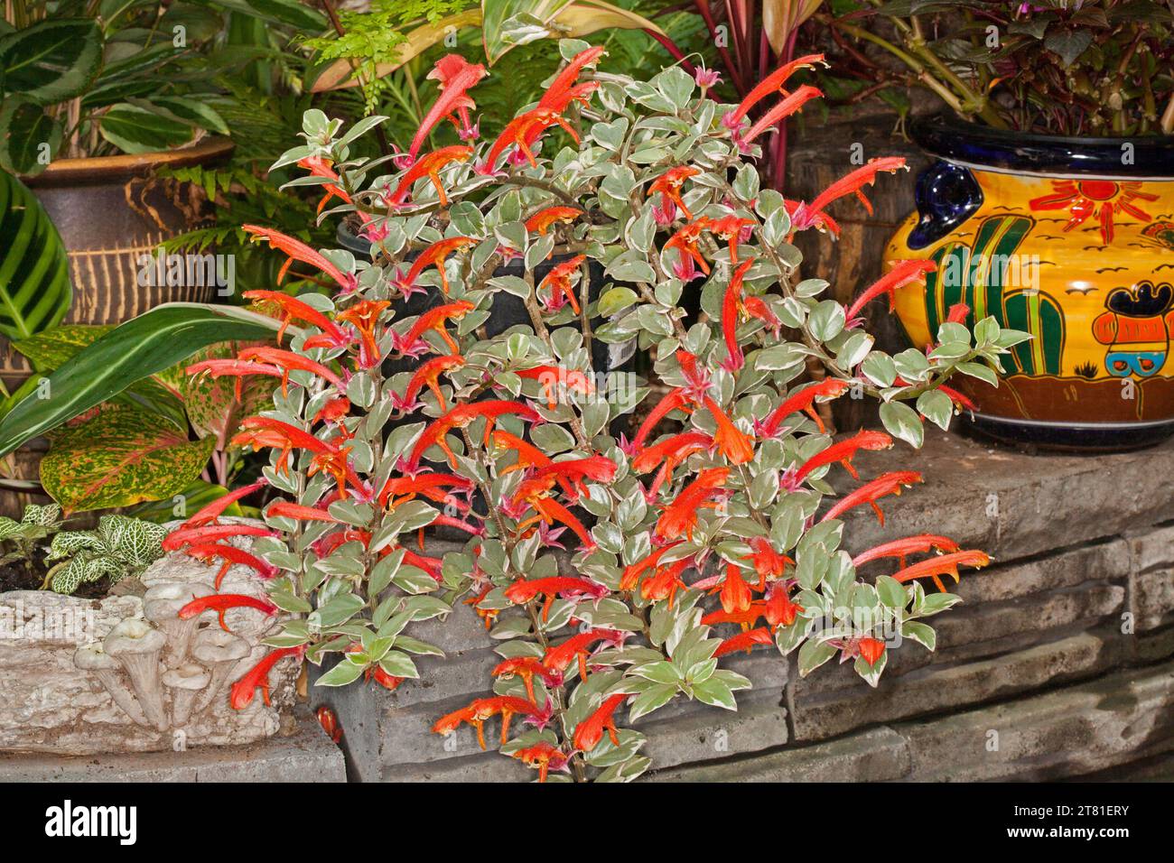 Columnea hirta variegata, Goldfish Plant, covered with masses of vivid orange flowers, growing in a container in Australia. Stock Photo