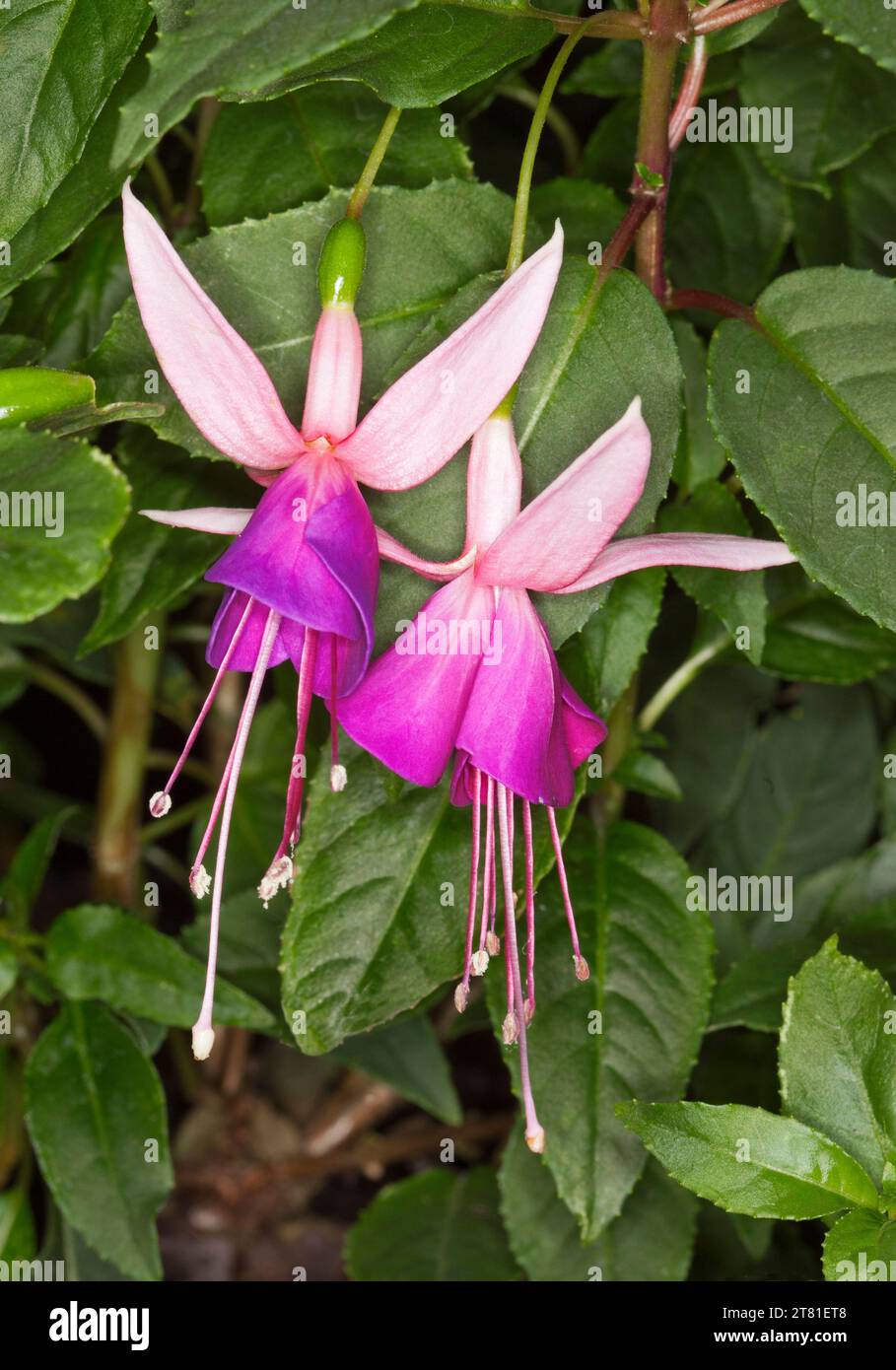 Beautiful vivid pink and purple flowers of fuchsia on background of green foliage in a garden in Australia Stock Photo