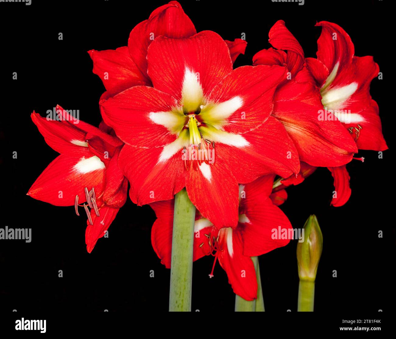 Large cluster of spectacular vivid red flowers with stark white centres of Hippeastrum against dark background, in Australia Stock Photo