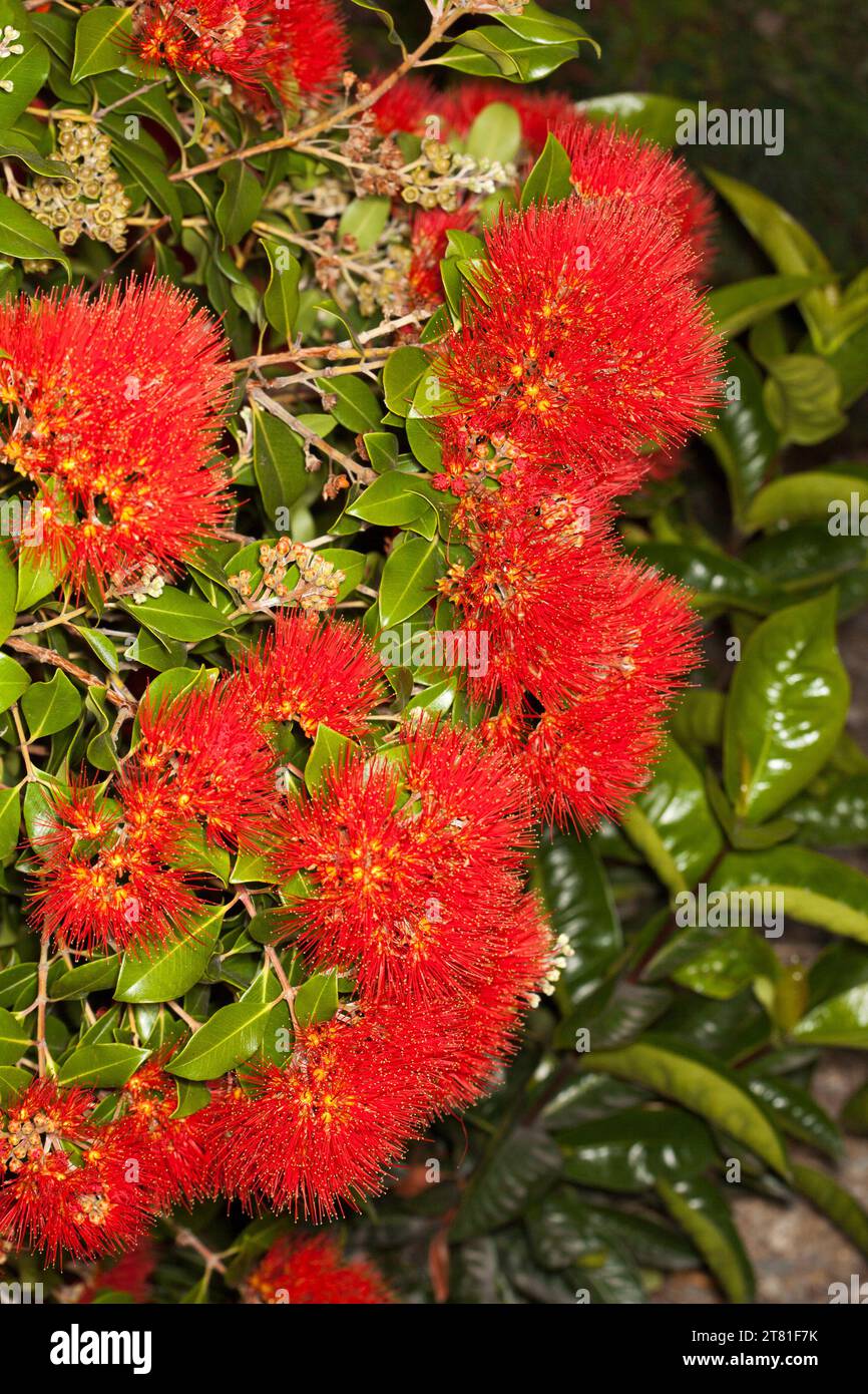 Cluster of vivid red fluffy flowers of shrub, Metrosideros excelsa, New Zealand Christmas tree, on background of and glossy green leaves, in Australia Stock Photo