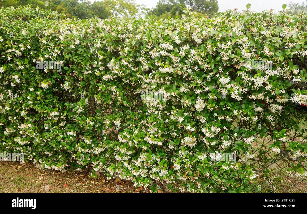 Decorative 'hedge' of climbing plant Trachelospermum jasminoides, Star Jasmine, with perfumed white flowers, covering fence in a garden in Australia Stock Photo