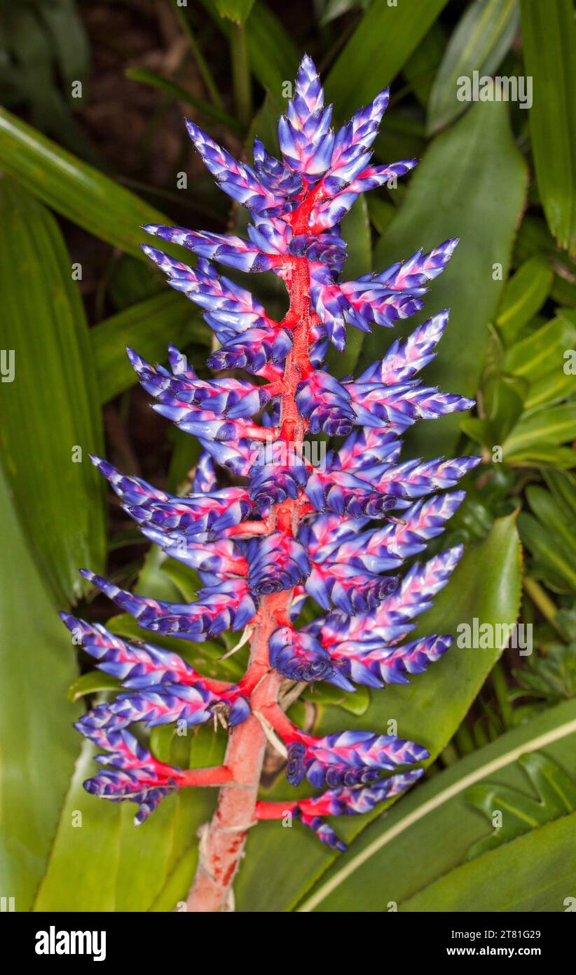 Tall spike of vivid blue flowers and red stems of bromeliad Vriesea 'Peacock Blue' against background of bright green leaves Stock Photo