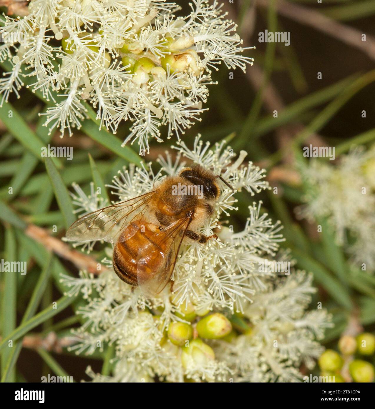 Honey bee collecting pollen on cream coloured flowers of native melaleuca tree, tea tree, in Australia Stock Photo