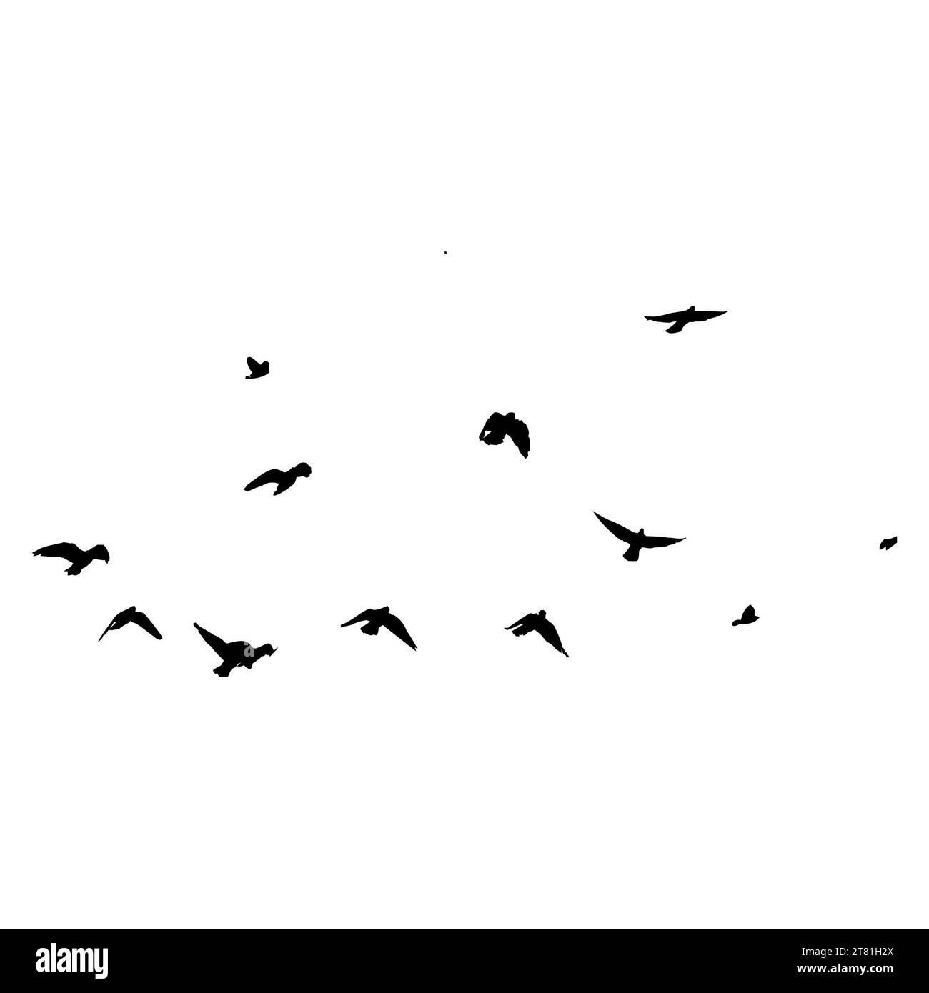 Flock of crows. Flying black birds in sky monochrome flutter raven silhouette, migrating flight group of wild rooks ornithology concept. Vector illust Stock Photo