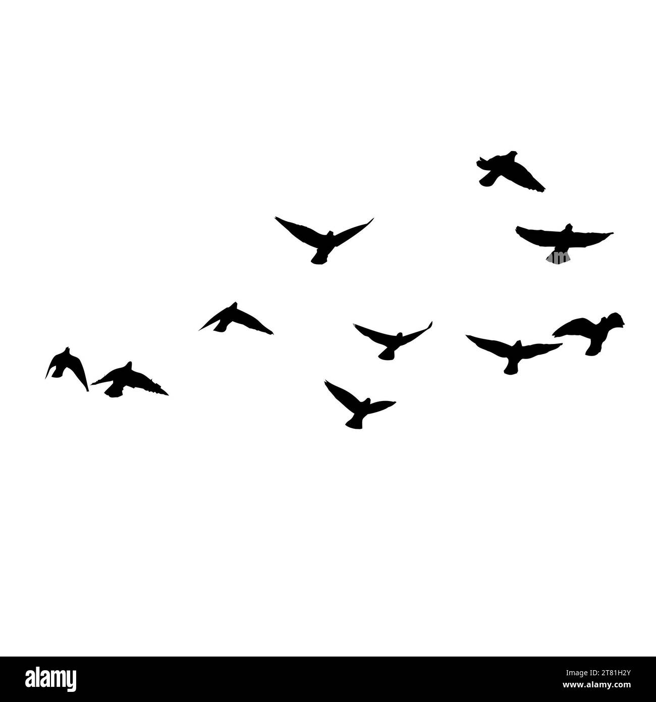 Flock of crows. Flying black birds in sky monochrome flutter raven silhouette, migrating flight group of wild rooks ornithology concept. Vector illust Stock Photo