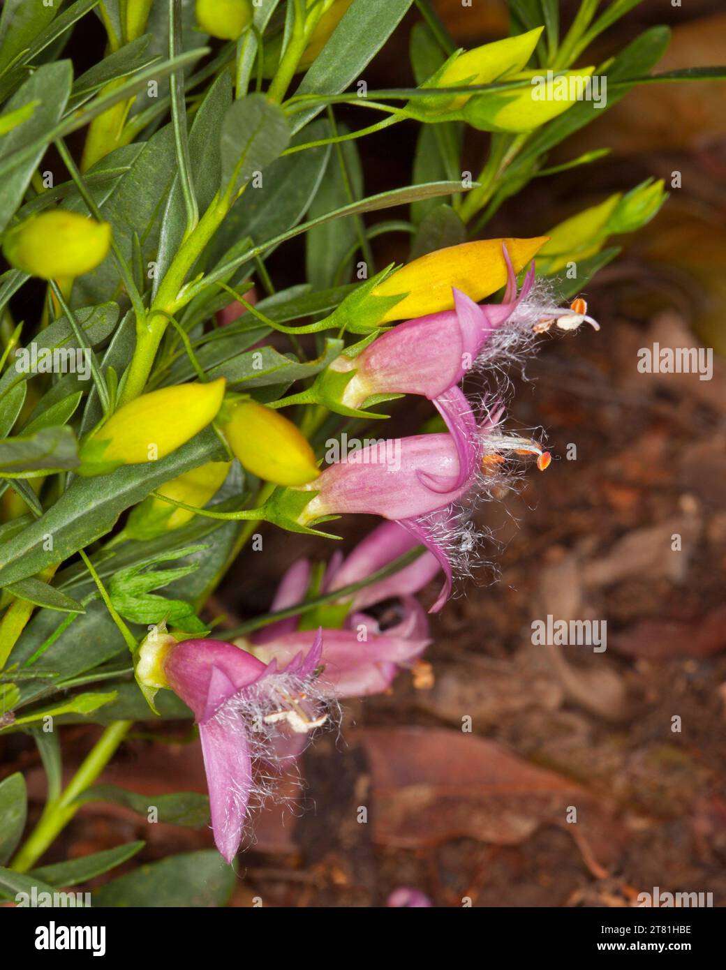 Pink flowers, yellow buds and vivid green leaves of Eremophila racemosa x maculata 'Fairy Floss', Australian native shrub, Emu Bush. dark brown  bckgd. Stock Photo