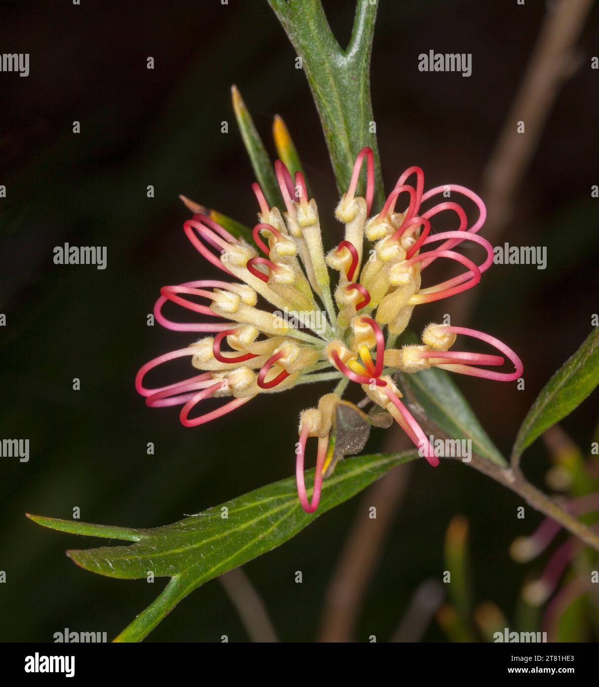 Red and cream flower and green leaves of Grevillea olivacea 'Two Tone', an Australian native shrub, against a dark background Stock Photo