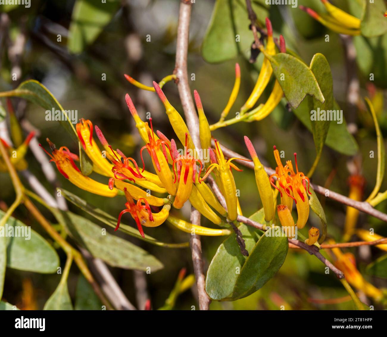 Cluster of vivid orange and red-tipped tubular flowers and green leaves of mistletoe, a parasitic plant, growing in Australian Stock Photo