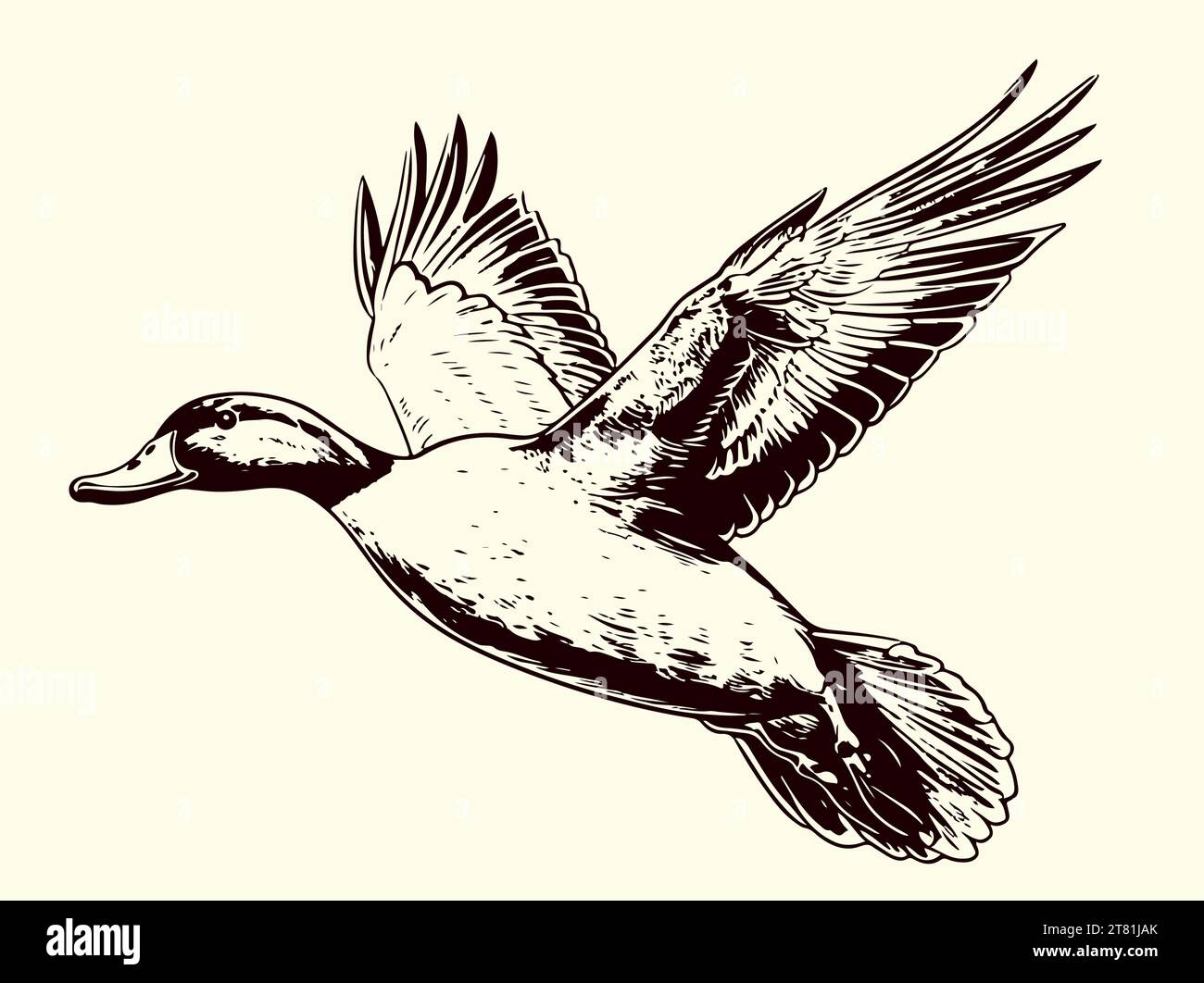 Duck flying sketch painted vector illustration Bird hunting Stock