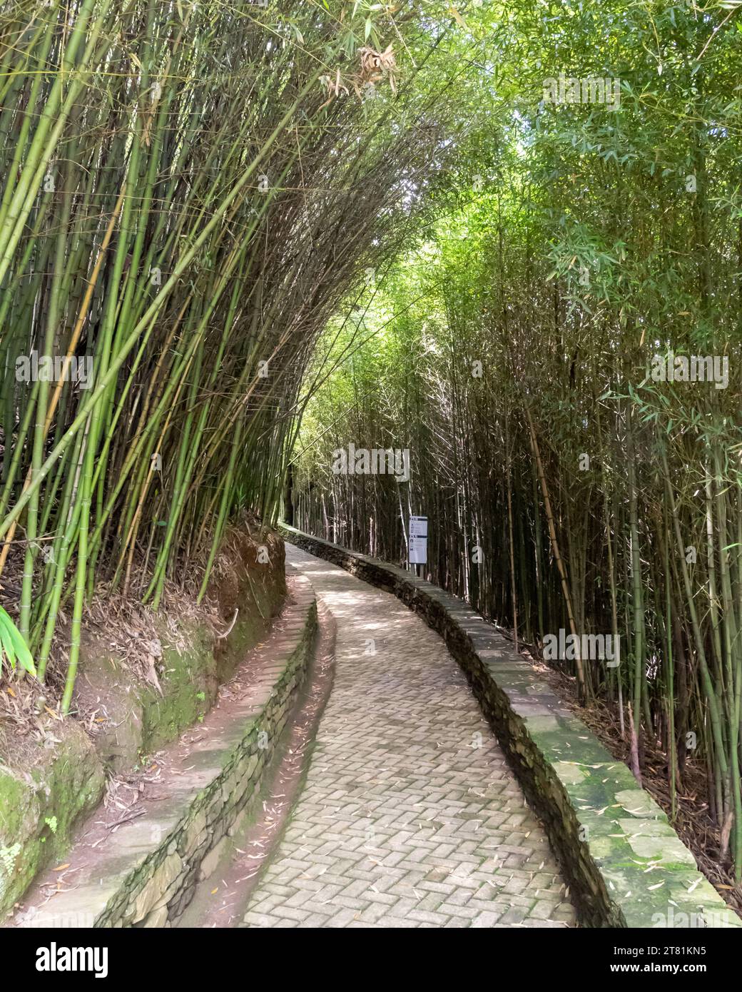Country footpath between trees hi-res stock photography and images - Alamy