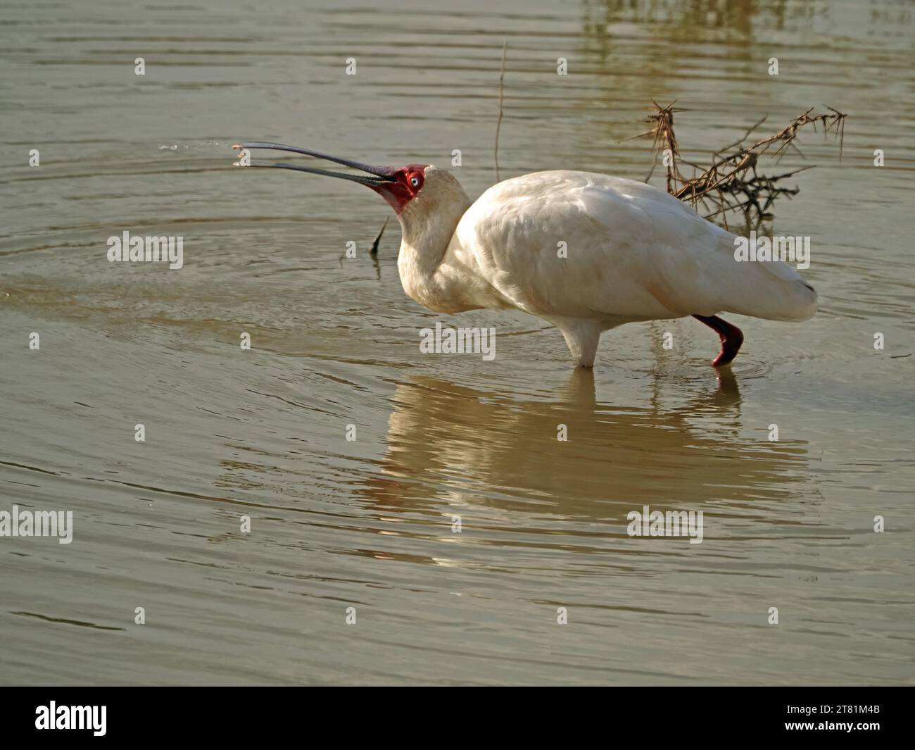 bright-eyed African spoonbill (Platalea alba) white long-legged wading bird with red face & legs fishing in waterhole Galana, Kenya,Africa Stock Photo