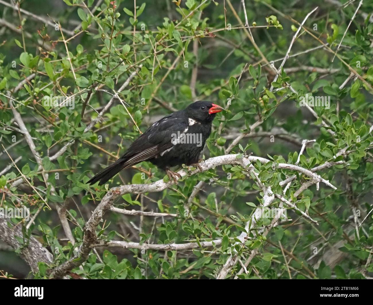 male Red-billed Buffalo Weaver (Bubalornis niger) perched in dense tree thicket Galana ,Kenya,Africa Stock Photo