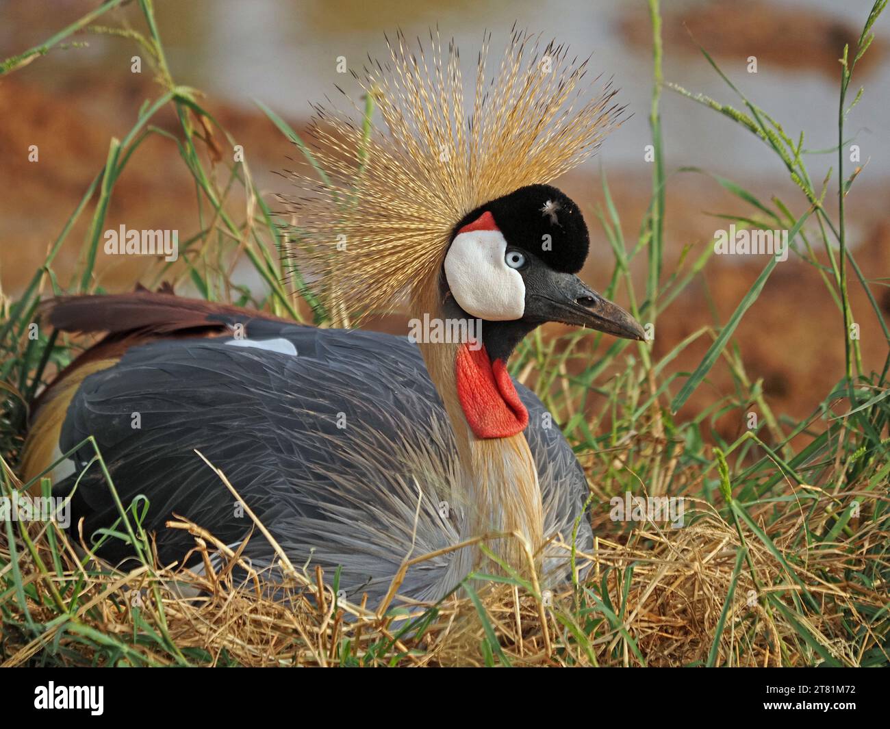 detail Grey Crowned Crane (Balearica regulorum) sitting on nest with  glittering gold thread feathers of crown, glassy eye & red wattles,Kenya,Africa Stock Photo