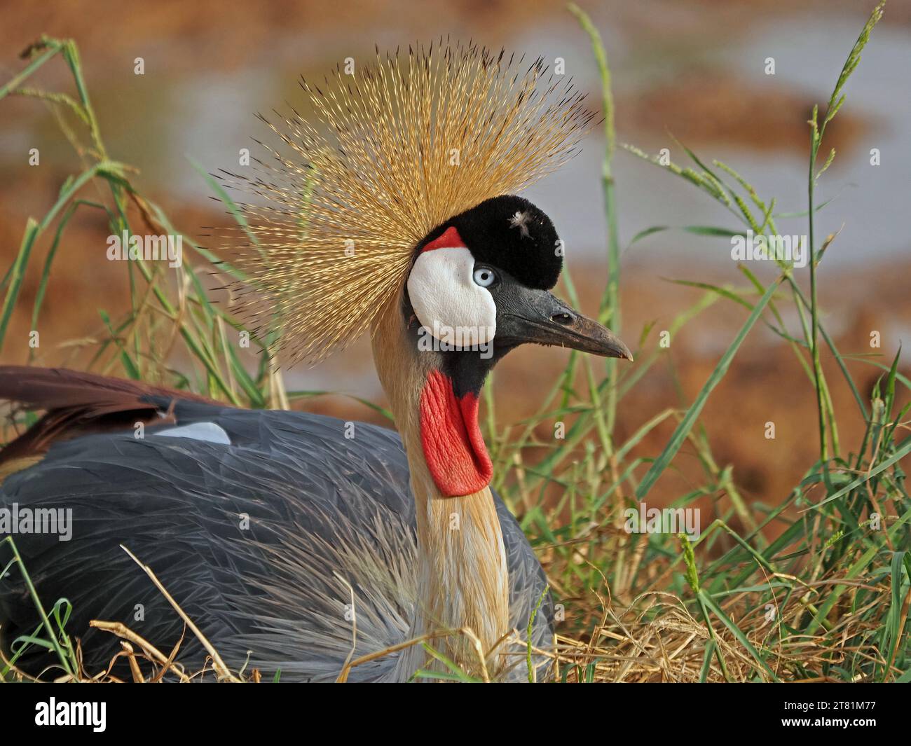 detail Grey Crowned Crane (Balearica regulorum) sitting on nest with  glittering gold thread feathers of crown, glassy eye & red wattles,Kenya,Africa Stock Photo